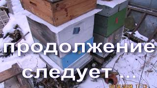 зимовка пчел на воле с влагопоглотителями и закрытыми летками, при минус 5 градусов и ниже