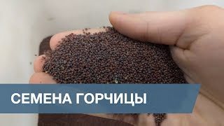 Сортировка Семян Горчицы / Mustard Seeds Sorting