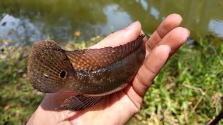Era para ser uma simples  pescaria com vara de bambu... ?.