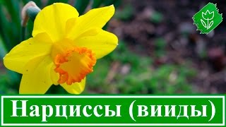 Виды и сорта нарцисса