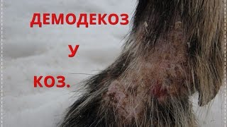 Демодекоз у коз - симптоматика , лечение .