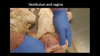 Section 1.1 Applied anatomy of the cow: vulva, vestibulum and vagina