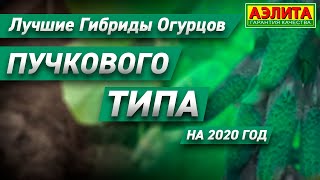 ?Лучшие огурцы пучкового типа плодоношения. ?