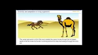 Diversity and Adaptation in Living Organisms