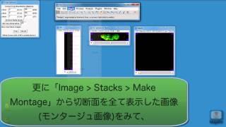ImageJの画像処理パッケージFijiを使って画像を三次元的に解析する