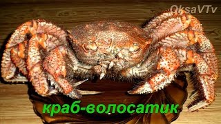 Как готовить краба. Как разделать краба. Краб-волосатик. How to cook crab. Crab-hair-worm.
