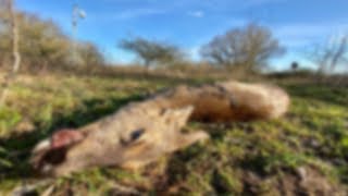 KadaverCam Livestream