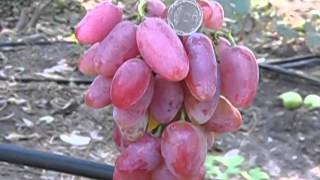 Виноград Селекция Катруся Каховская