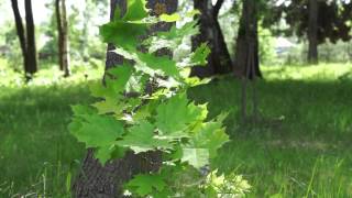 Мой любимый город – Выкса. ( парк КиО, о. Лебединка, 27.05.2015)