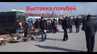 Выставка голубей