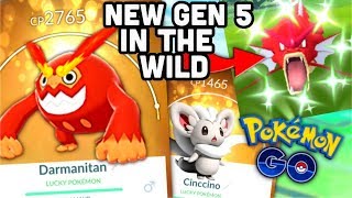 Shiny Minccino tasks Pokemon GO | Darmanitan is amazing | Wild shiny Gyarados | Easy lucky friends