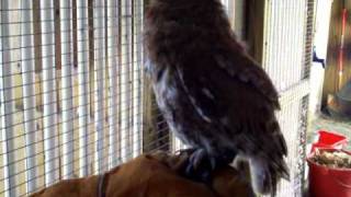 eastern screech owl call