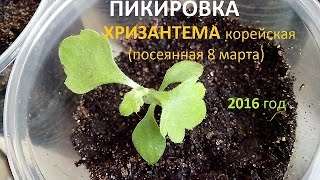 ПИКИРОВКА Хризантемы корейской, (ч.3) 17 апреля 2016 год