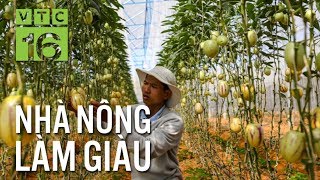 Kỹ thuật chăm sóc dưa hấu Pepino "tí hon" | VTC16