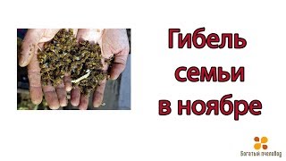 Богатый пчеловод ПОЧЕМУ ПОГИБЛА СЕМЬЯ ПЧЕЛ В НОЯБРЕ