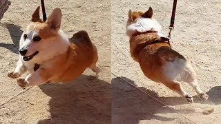 대환장파티 강아지 달리기 대회
