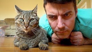 Angry Kitty Face