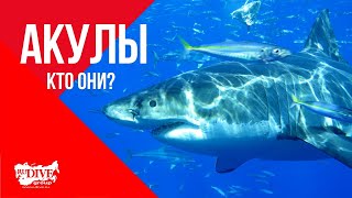 Акулы - 2 серия из цикла «Вокруг света под водой»