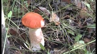 Удивительно! Подосиновики пошли! Касплянский лес. Смоленск.
