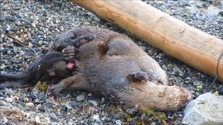 Otter Love Hightlights - On Water & Land