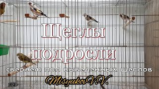 Определение пола щеглов