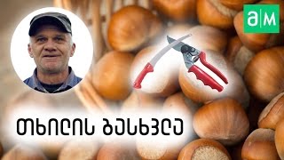 თხილის ბუჩქის გასხვლა