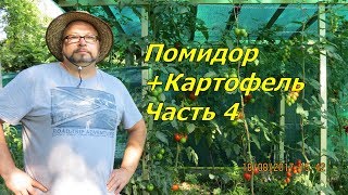 Огород Баварский,Прививка томата на картофель. Часть 4