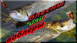 Какая боль: ВОБЛЕРЫ VS БЛЕСНЫ, 5-0. Воблеры и блесны: что лучше? Ловля Голавля, щуки, окуня.
