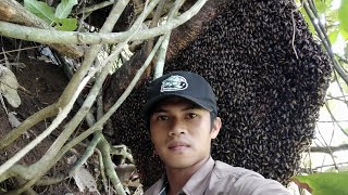 Main Apis Dorsata seperti Hujan Lebah
