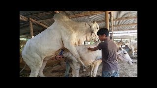 عندما تدخل التكنولوجيا الذكية في الزراعة الحديثة تكون النتيجة مبهرة !! شيء لا يصدق !!
