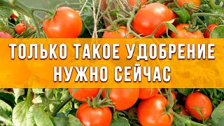 Ваши томаты будут довольны! Всегда используем это удобрение для томатов.