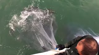 Top 10 Cast Net and Bait Catching Videos