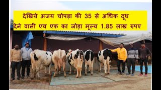 देखिये अजय चोपड़ा की 35 से अधिक दूध देने वाली एच एफ का जोड़ा मूल्य 1.85 लाख रुपए |#Chopradairyfarm