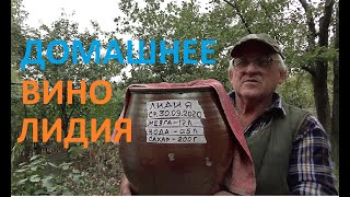 ВИНО из винограда ЛИДИЯ делаем мезгу