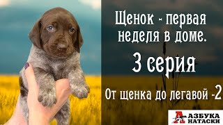 От щенка до легавой собаки. Серия 1 - Первая неделя в доме.