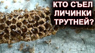 Кто съел личинки трутней?