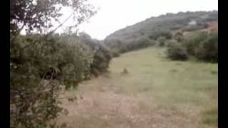 Κυνηγι λαγου με τα Σεγκουτσι μου. Νο 6(21-05-2012)