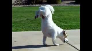 El Mejor Perro Entrenado - Yo Quiero Uno Asi!