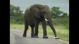 Skukuza camp, KrugerPark, South Africa
