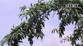 Thăm lại cành đào rừng khét tiếng Tây Bắc ra hoa kết trái