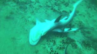 TGI Halaveli - White Tip Reef Sharks Mating