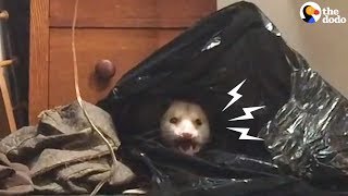 Woman Finds The Most Adorable Thing Hiding In Her Closet  | The Dodo
