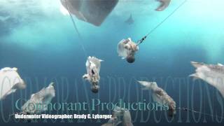 Blue & White Marlins on Dredge Cam