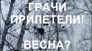 Грачи прилетели!