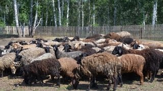 Содержание и разведение овец в фермерском хозяйстве Терешата
