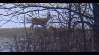 Козел пасется на зелени белым днем!