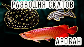 РАЗВОДНЯ АКВАРИУМНЫХ РЫБ! АРОВАНЫ, СКАТЫ И LСОМЫ! РЫБОРАЗВОДНЯ!
