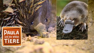 Schnabeltier & Schnabeligel (Doku) | Reportage für Kinder | Paula und die wilden Tiere