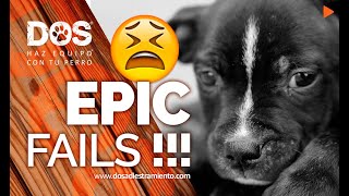 Errores que no debes cometer al educar a tu perro ??