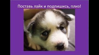 Щенки хаски, "Голодные игры" - Битва за мясо.